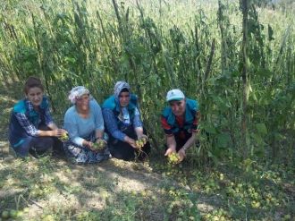 Çiftçi Dolu Mağduru