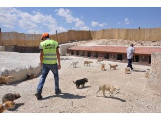 Ürgüp’te Sokak Hayvanları Güvende