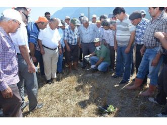 Denizli’de Tarla Faresi İle Mücadele Ediliyor