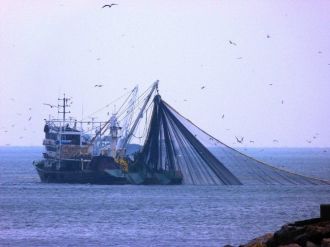 Karadeniz’de Hamsi Sos Veriyor