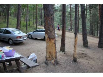 Çam Ağaçları Ağır Yaralı