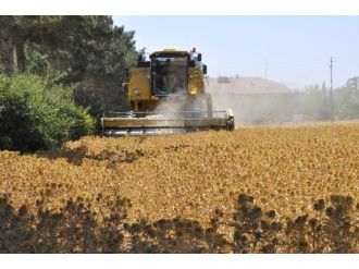 Kahramanmaraş’ta İlk Aspir Hasadı Yapıldı