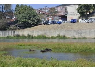 Sıcaktan Bunalan Mandalar Alaplı Çayında Serinliyor