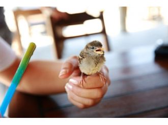 Bodrum’da Belediye Ekipleri Yaralı Serçeyi Tedavi Etti