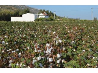 Masraflar Artınca Üretici Beyaz Altından Kaçtı