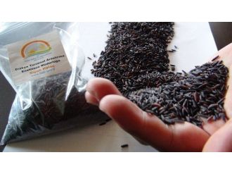 Karbonhidrat Oranı Düşük ’Diyet Pirinç’ Çıktı