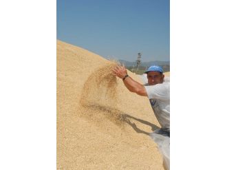 Ortaca Tigem’den Buğday İhalesi