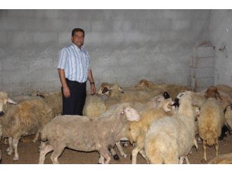 Bu Yıl Kurbanlık Fiyatları 500-600 Tl Arasında Olur