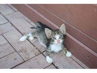 Buca’da Sokak Hayvanları İçin Yoğun Mesai