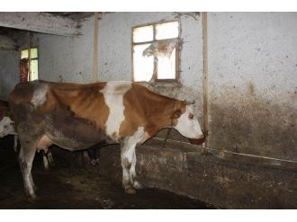 Ekonomiye 1 Milyon Liralık Katkı