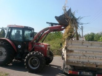 Belediyeden Ağaç Budama Açıklaması