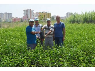 Sertifikalı Fidanlara Yoğun Talep