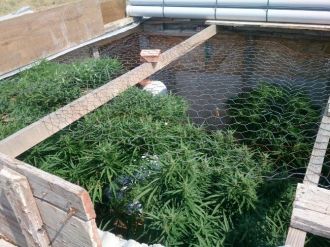 Evinin Bahçesinde Hint Keneviri Ele Geçirildi