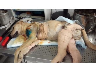 Duyarsız Sürücünün Çarptığı Köpek Hayata Tutundu