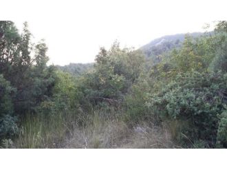 Ektiği Hint Kenevirlerini Sulamaya Gelince Yakalandı