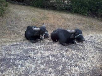 Karadeniz’de Manda Sayısı Arttı