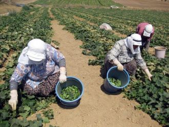 Tarım İşçileri Sıcağa Meydan Okuyor