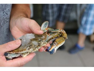 Marmaris’te Üç Kıskaçlı Mavi Yengeç İlgi Odağı Oldu
