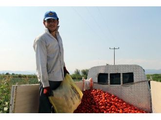 Domates Üreticisi Dertli