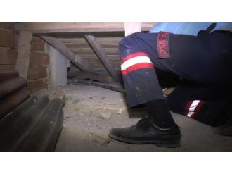 Çatıda Kedi Alarmı