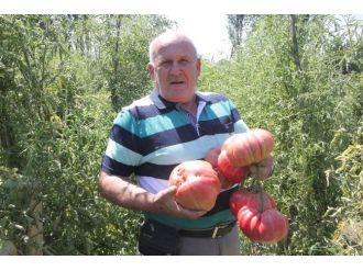 (Özel Haber) 1,8 Kiloluk Organik Osmanlı Domatesi Yetiştirdi