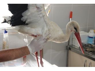 Yaralı Leylek Tedavi Altına Alındı