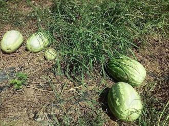 Karpuz Tarladan Artık Toplanmıyor