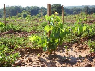 Buca’daki Üzüm Bağı’nın İlk Fideleri Yeşeriyor