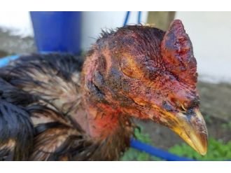 Horoz Dövüştürenlere Rekor Ceza