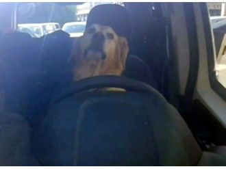 (Özel Haber) Şoför Koltuğundaki Köpek Klimanın Tadını Çıkardı
