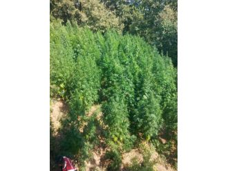 Akyazı’da Bin 500 Kök Kenevir Ele Geçirildi