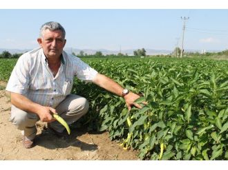 Yenişehir Biberi İhraç Ediliyor