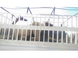 Eşekler 45 Derece Sıcaklıkta Bekledi, Sahipleri Kahvede Serinledi