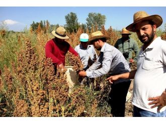 (Özel Haber) Kinoa Bitkisinin Tohum Hasadı Yapıldı