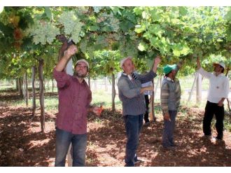 Terbiye Sistemiyle Daha Sağlıklı Üzüm