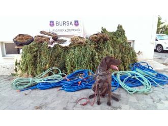 14 Gün İzlenen Uyuşturucu Tacirleri Kıskıvrak Yakalandı