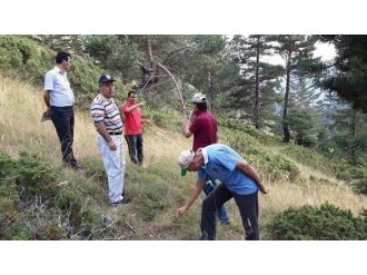 Erzurum Obm’de Silvikültür Uygulamaları Denetimi