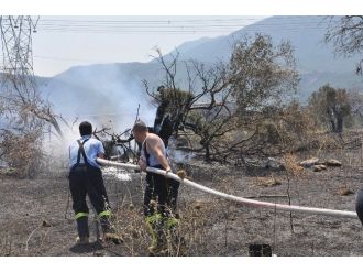 Soma’da Zeytin Ağaçları Küle Döndü