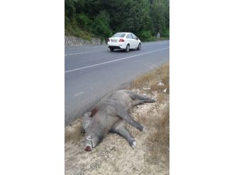 Karayolunda Ölü Yaban Domuzu Bulundu