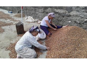 Fındık Üreticileri, Fındık Fiyatları Artana Kadar Satmayacaklar