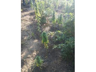 Çan’da 41 Kök Hint Keneviri Ele Geçirildi