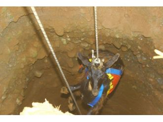 Aydın’da İtfaiye Ve Afad Ekipleri İnatçı Keçi İçin Seferber Oldu