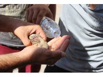 Kafası Sıkışan Kuş İçin Duvar Kırıldı