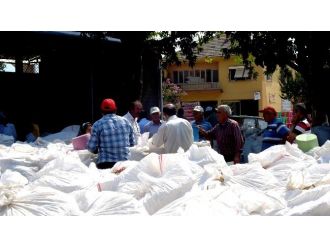 Sarıgöl’de Haşhaş Kapsülü Alımları Tamamlandı