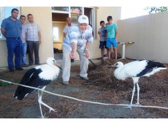 Yuvasından Düşen Leylek Yavrularına Sahip Çıktılar