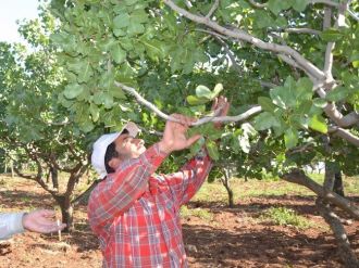 Fıstık Üreticileri Hırsızlardan Şikayetçi