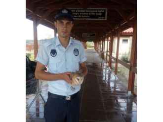 Yaralı Baykuş Emin Ellerde