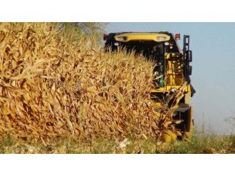 Mısırda Hasat Başladı