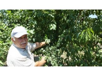 Emekli Teknisyen Bir Ağaçta Çeşit Çeşit Meyveler Yetiştirdi