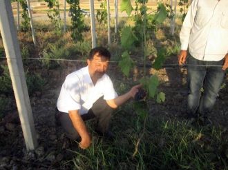 Siirt Üniversitesinde Üzüm Hasadı